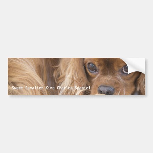 Autocollant De Voiture Sweet Ruby Cavalier King Charles Spaniel (Devant)