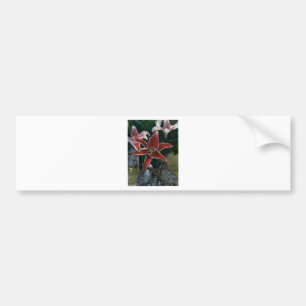 Autocollant De Voiture Tiger Lily Gibney Le MUSÉE Zazzle Cadeaux