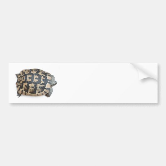 Autocollant De Voiture Tortue (Devant)