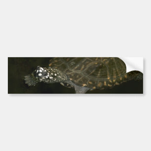 Autocollant De Voiture Tortue de natation
