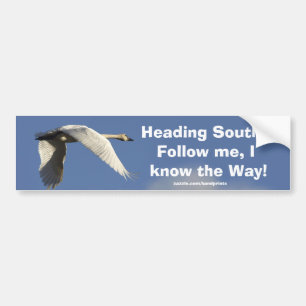 Autocollant De Voiture Trumpeter Swan Bumpersticker