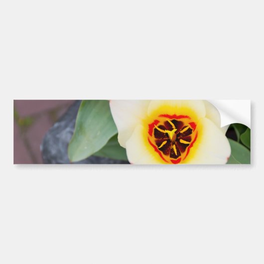 Autocollant De Voiture Tulipe (Devant)
