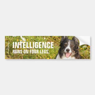 Autocollant De Voiture Un Collie Bordure Très Amical