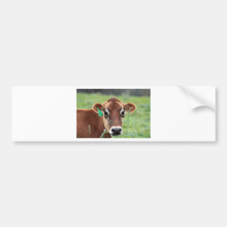 Autocollant De Voiture Vache du Jersey