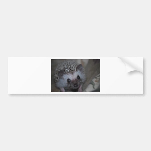 Autocollant De Voiture Visage de hérisson (Devant)