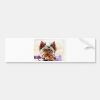 Autocollant De Voiture Yorkshire Terrier