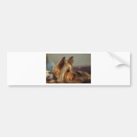 Autocollant De Voiture Yorkshire Terrier (Devant)