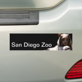 Autocollant De Voiture Zoo de San Diego (En voiture)