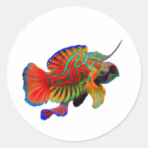 Autocollant découpé Mandarinfish coloré - Récif ex