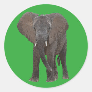 Autocollant d'éléphant africain