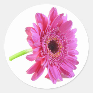 Autocollant d'enveloppe rose Gerber Daisy
