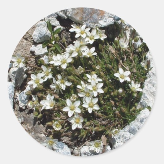 Autocollant des Fleurs alpines suisses blanches (Devant)