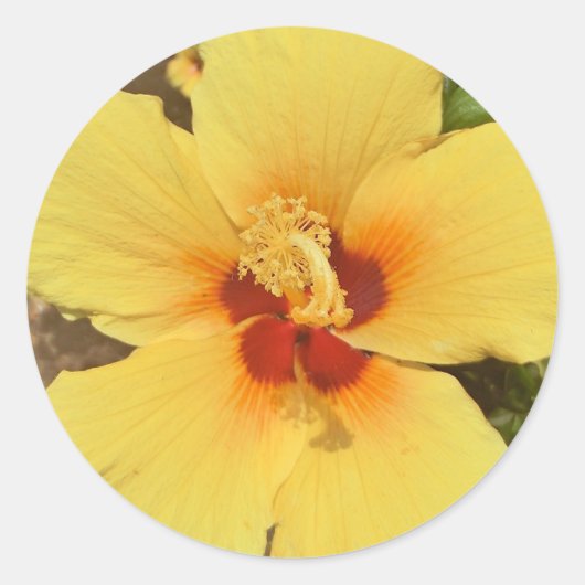 Autocollant d'hibiscus jaune (Devant)
