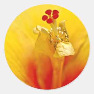 Autocollant d'Hibiscus jaune