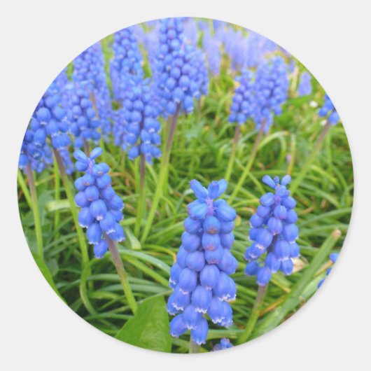 Autocollant d'Hyacinthes de raisin (Devant)