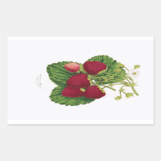Autocollant d'impression de fraise antique