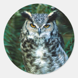 Autocollant d'oiseaux de hibou