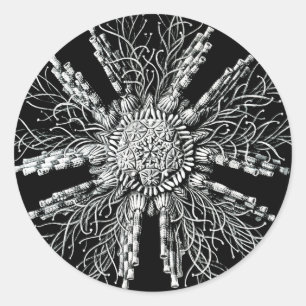 Autocollant Echinidea