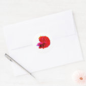 Autocollant Elegant Red Rose Tail Betta - Luxe Flo (Enveloppe)