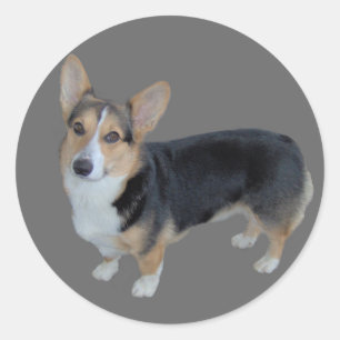 Autocollant émouvant de corgi de Gallois de