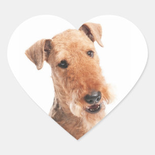 Autocollant / Étiquette Chien Airdale Terrier chio