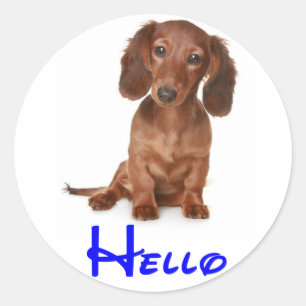 Autocollant / Étiquette Chien Puppy Teckel