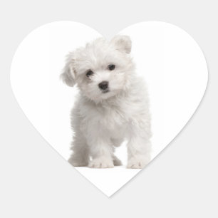 Autocollant / Étiquette de chien chiot maltais bla