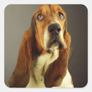 Autocollant / Étiquette de chiot Basset Hound