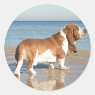 Autocollant / Étiquette de chiot Basset Hound