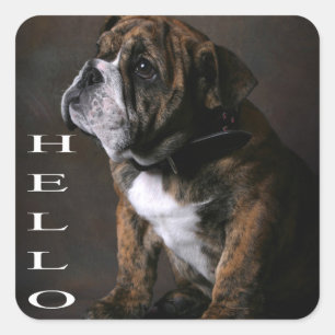 Autocollant / Étiquette Hello Chien Chiot Bouledog