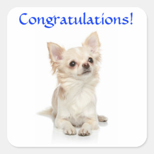 Autocollant Félicitations Chihuahua Chiot
