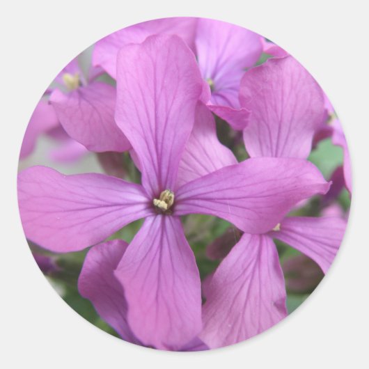 Autocollant Fleur sauvage violet (Devant)