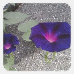 Autocollant floral brillant carré