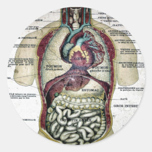Autocollant français vintage d'anatomie