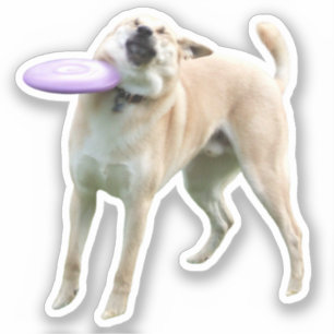 Autocollant Frisbee Chien Meme