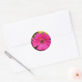 Autocollant Fuschia Gerbera Daisy (Enveloppe)