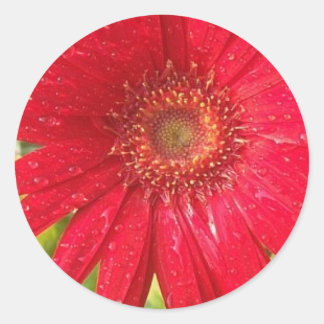Autocollant Gerber Daisy
