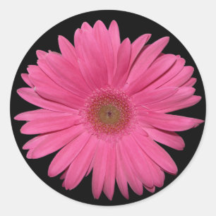 Autocollant Gerber Daisy