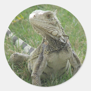 Autocollant Iguana