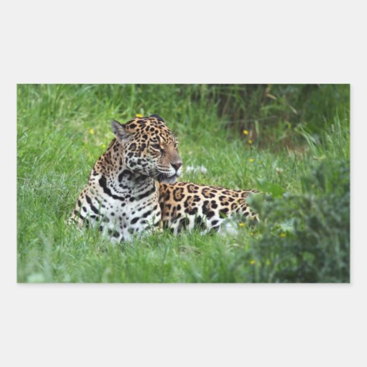 Autocollant Jaguar (Devant)