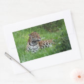 Autocollant Jaguar (Enveloppe)