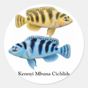Autocollant Kennyi African Rift Lake Cichlids