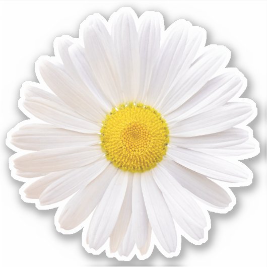 Autocollant Kiss-Cut Fleur de Marguerite de Shasta (Devant)