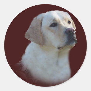 Autocollant Labrador Retriever