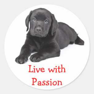 Autocollant Labrador Retriever chiot vit avec pass