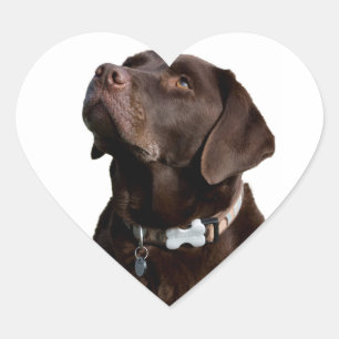 Autocollant Labrador Retriever Noir Brun Amour