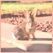 autocollant lapin de Pâques printemps (Devant)