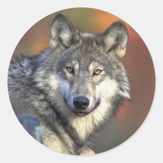 Autocollant Loup Gris (Rond) (Devant)