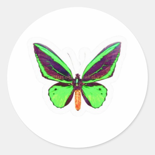 Autocollant majestueux papillon vert citron - Aile (Devant)