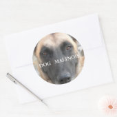 autocollant malinois (Enveloppe)